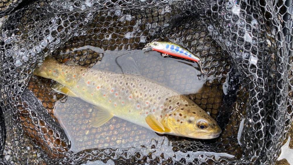 またもやトラウト