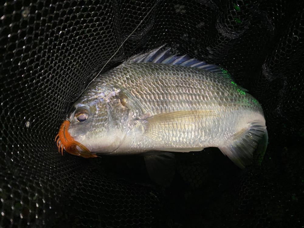 夕立増水で淀川チニング最高に釣れる