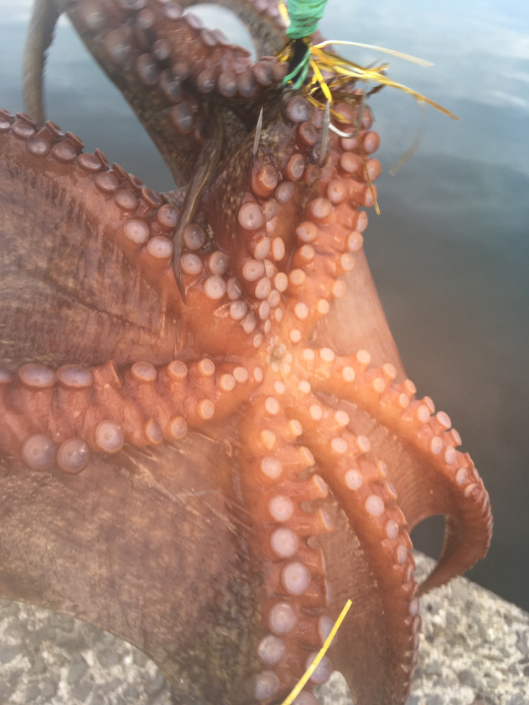 【タコフィネス】ロストなしで連続７５杯