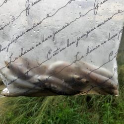 今年初キス釣り