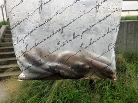 今年初キス釣り