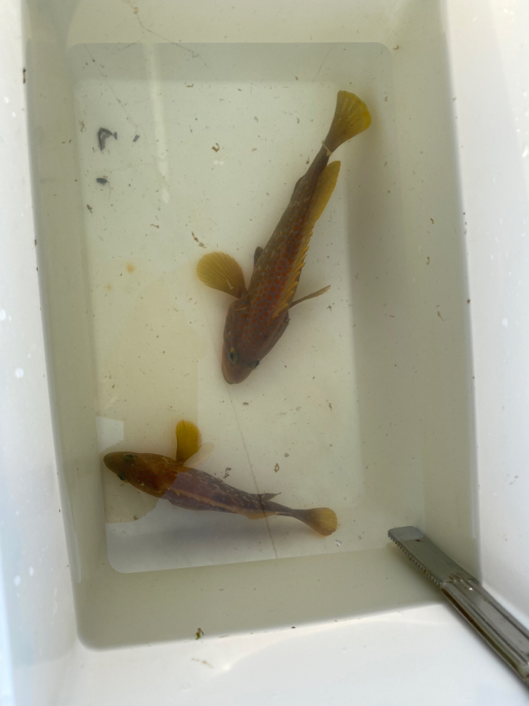 外道はタコ⁉️