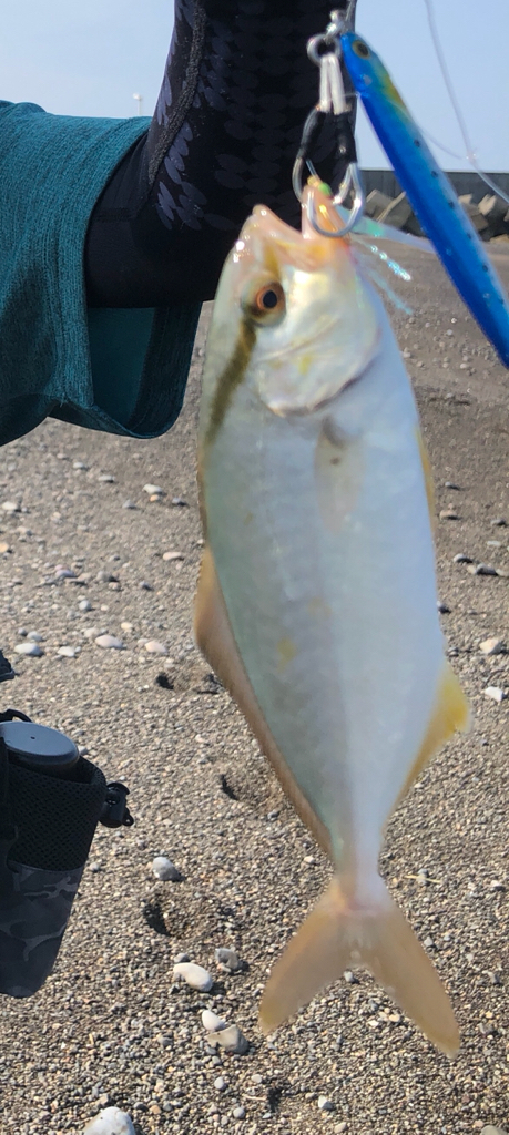 浜でシオ。ボイル多数