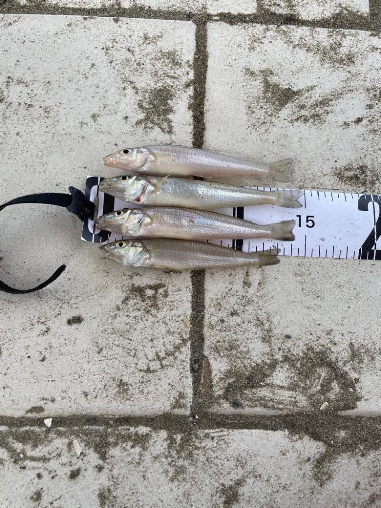 キスは何処へ、、、