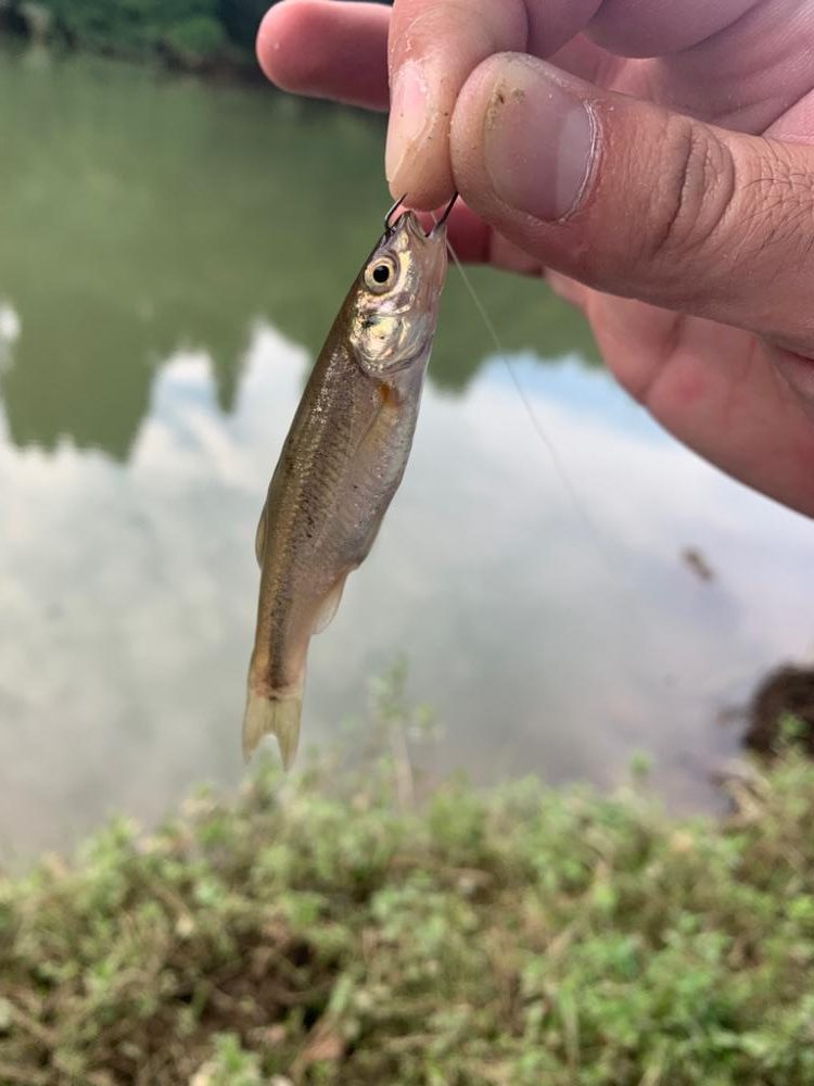 原点にして頂点の淡水の釣りに癒される