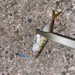 強風下のアジング