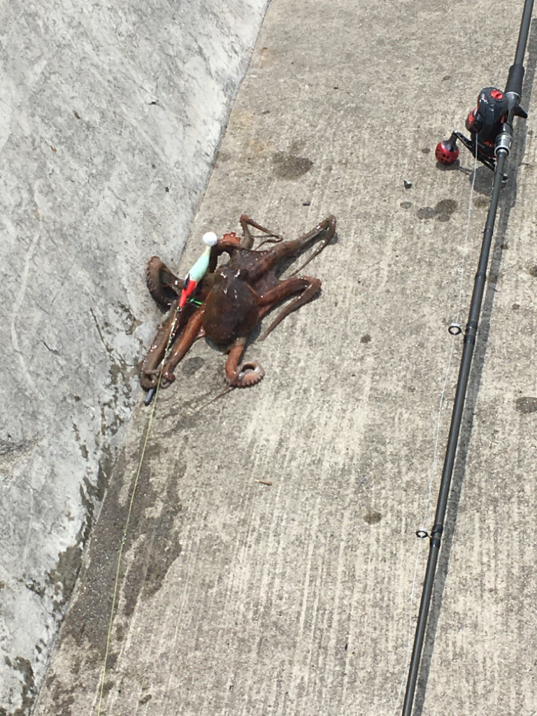 移動すること3ヶ所目でようやくゲット