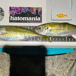 アジは何処ですか？