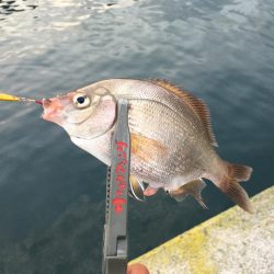 マイクロジギング