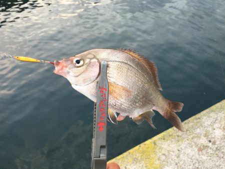 マイクロジギング