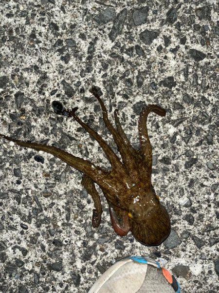 初めてタコ釣りいった