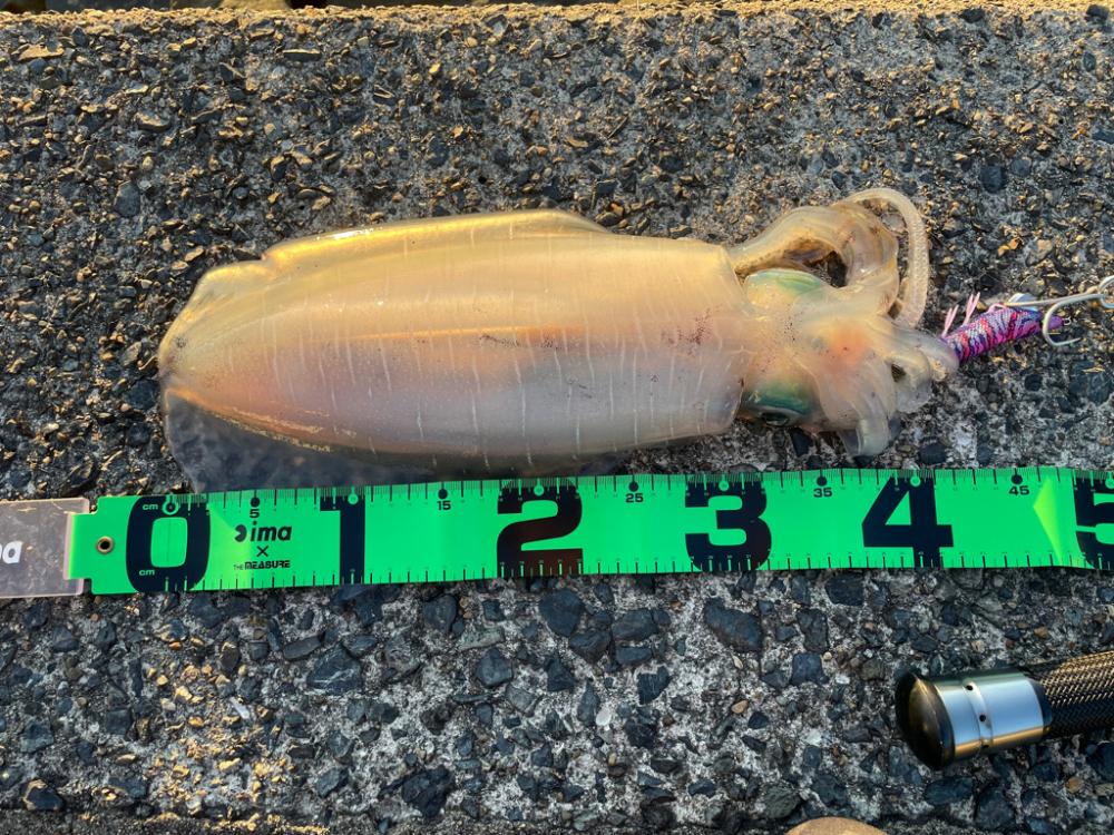 今年初アオリ！