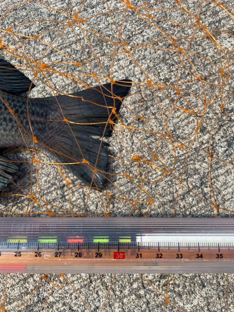 フカセでチヌ・グレ・コバンザメ!