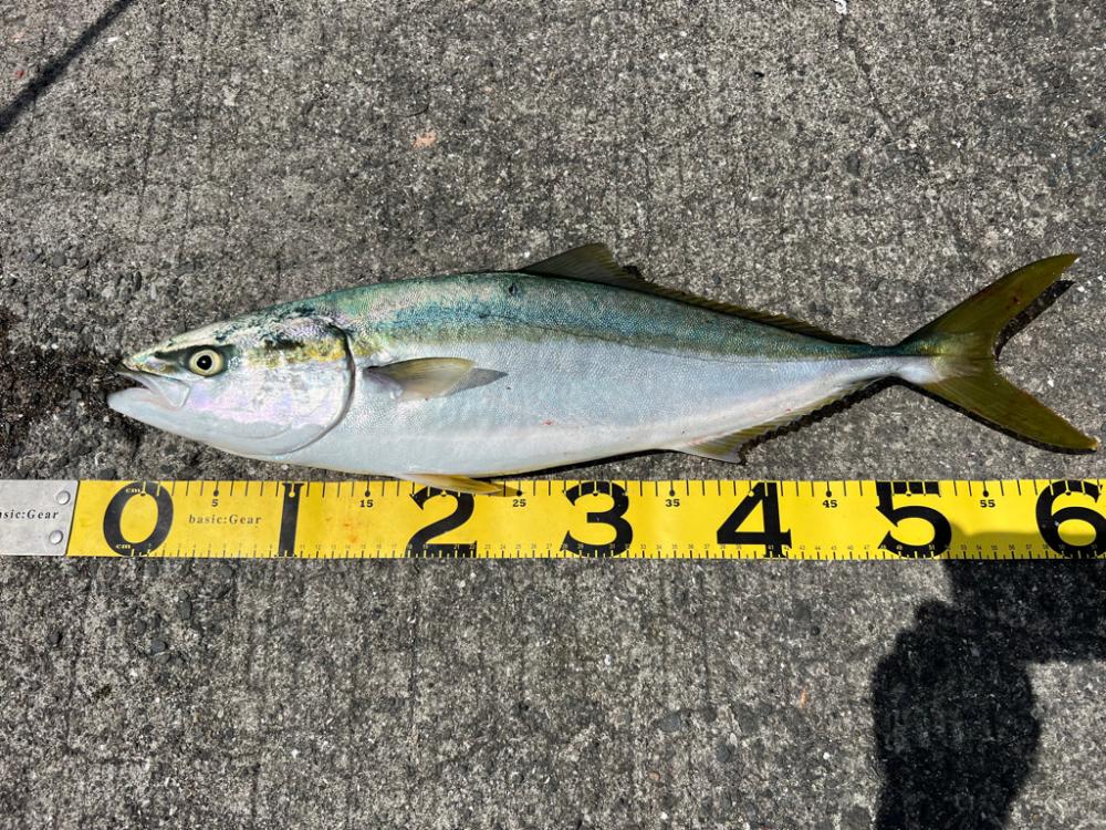 やっとメジロ出た。