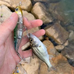 ちいかわせいごまつり