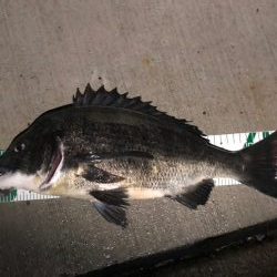 チヌ ヘチ落とし込み