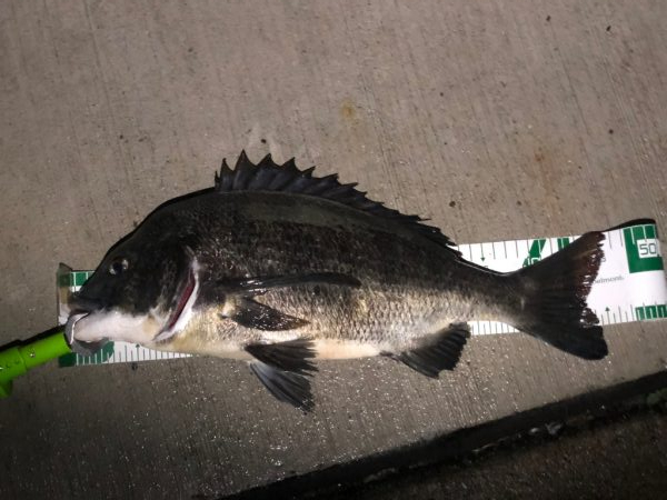 チヌ ヘチ落とし込み