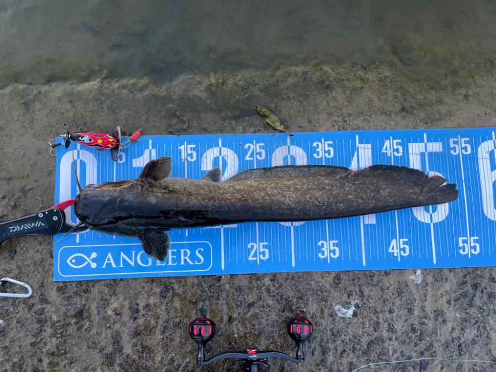 夕方にサイトナマズ