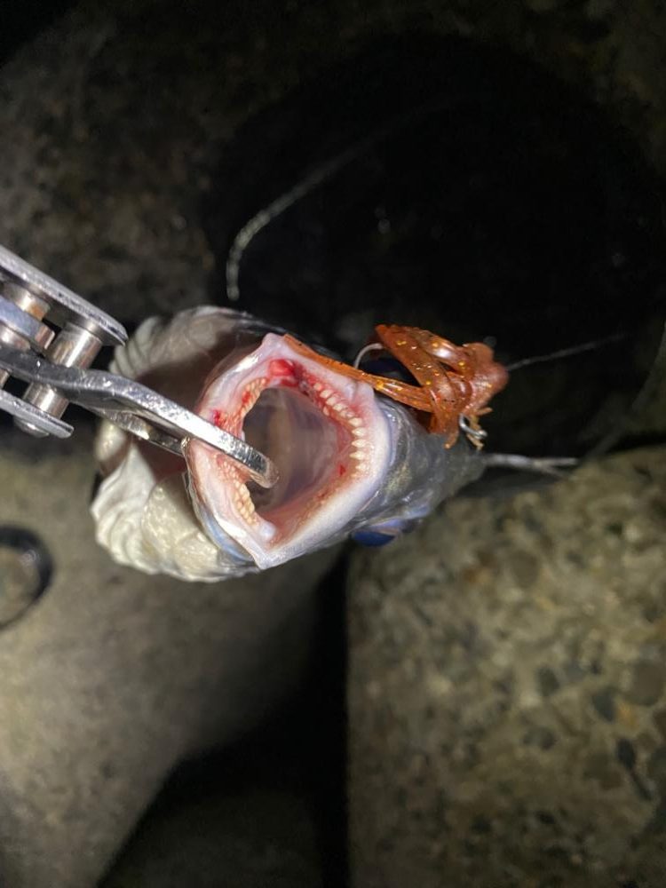 水はクリアでゴミ多めのナイトチニング