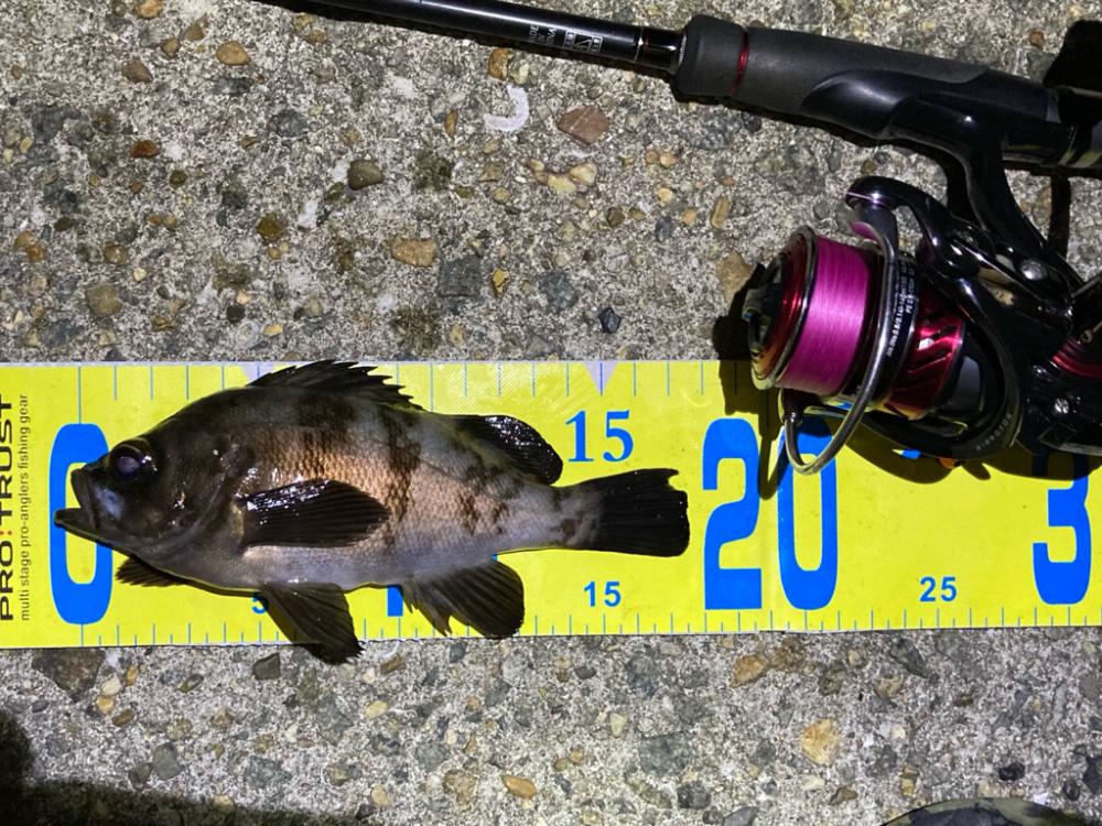 まだまだ狙える梅雨明けのメバル