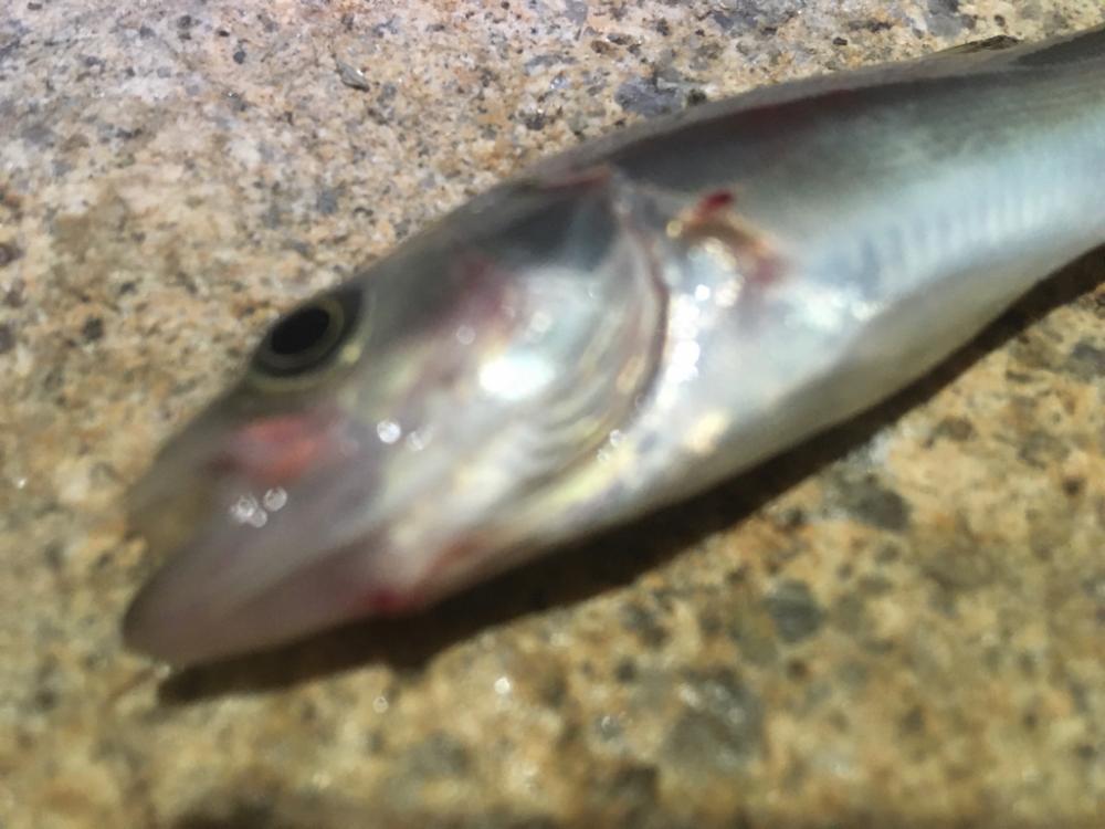 夏・夜・淀川でブッコミ