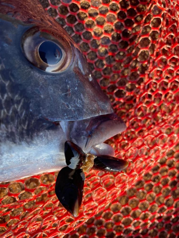 今日もヘチ釣り調査