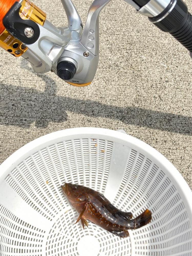 1ヶ月ぶりのサビキ