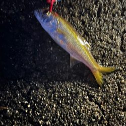 カマス、ガシラ、ムツ