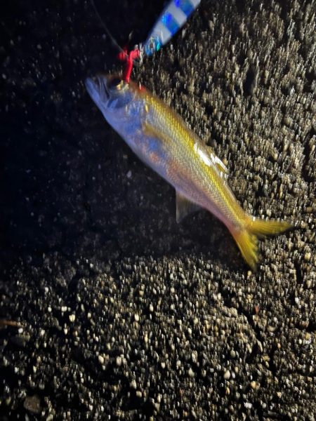 カマス、ガシラ、ムツ