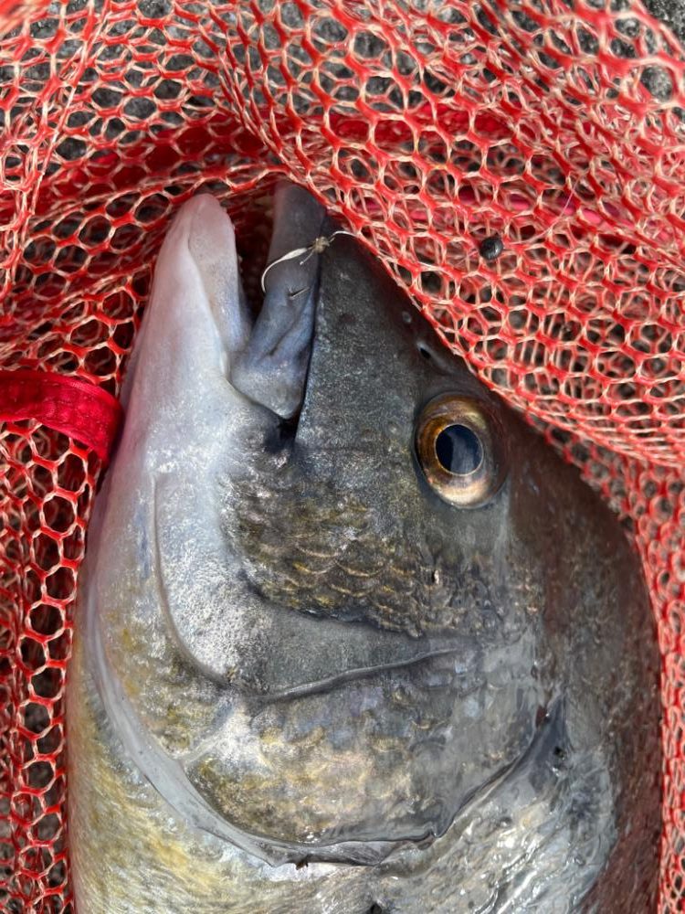 自己更新届かず…