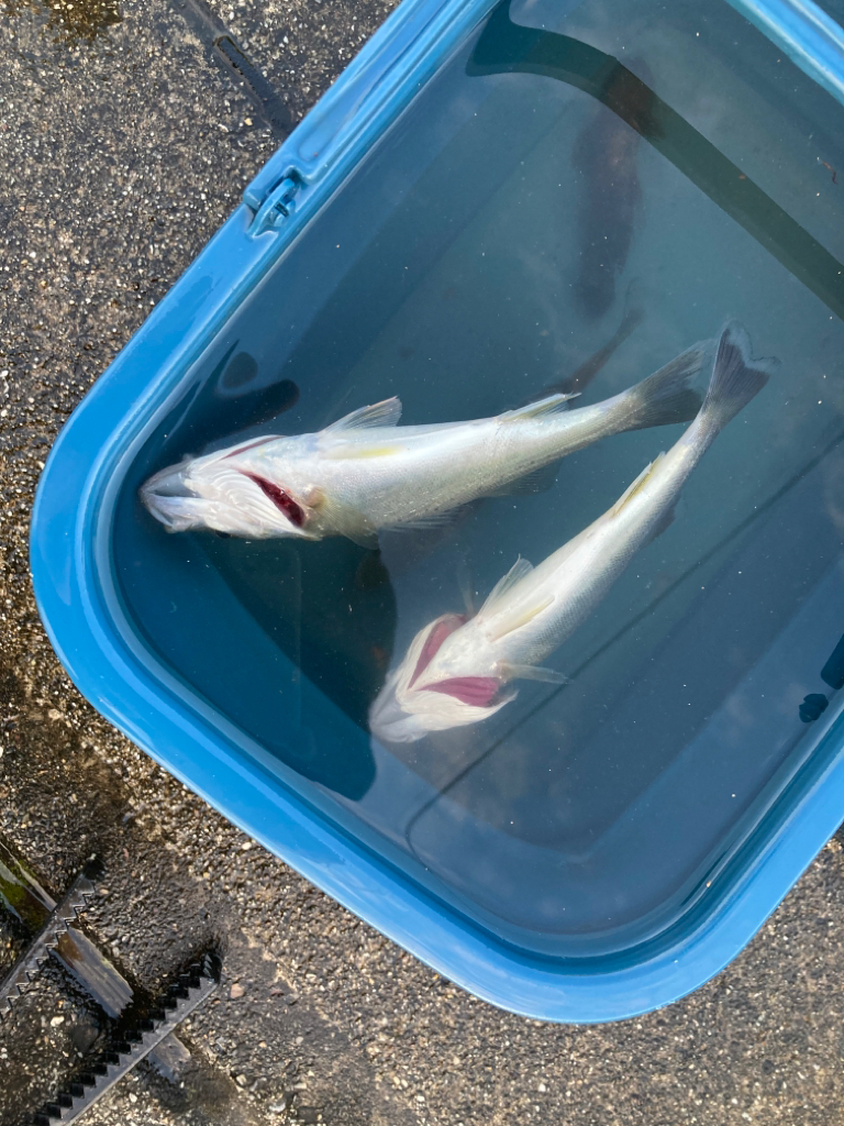 河口でシーバス