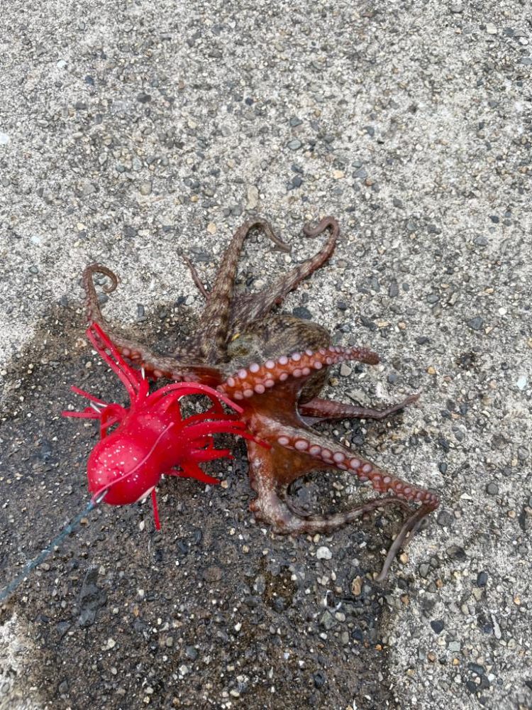 雨の中タコとチヌ