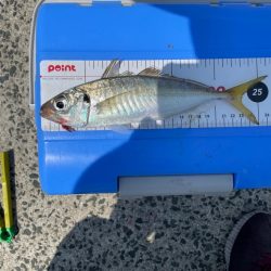 島根県　初、遠投サビキ。