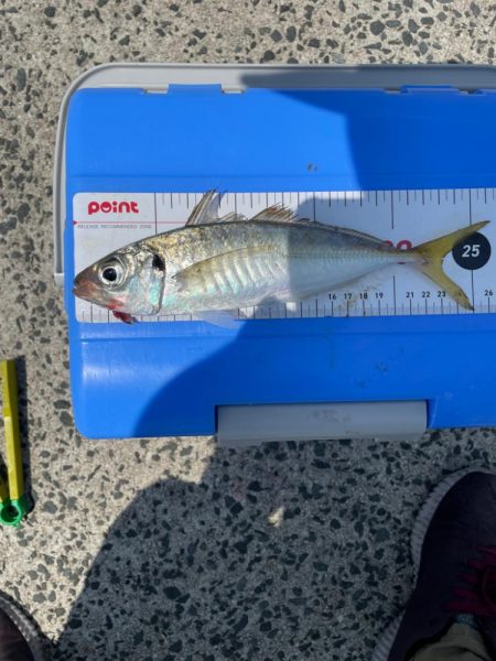 島根県　初、遠投サビキ。