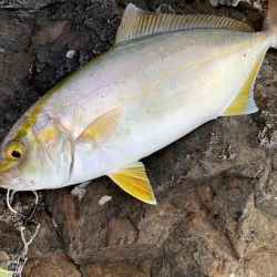 ショアからのキス