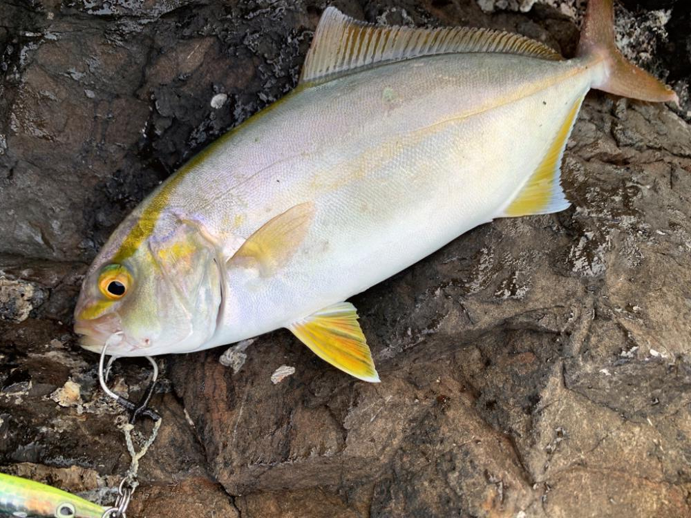 ショアからのキス