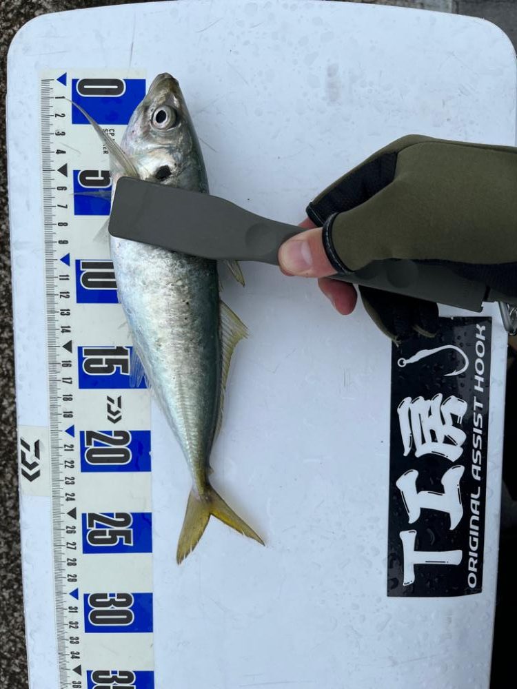 久々のジグサビキ