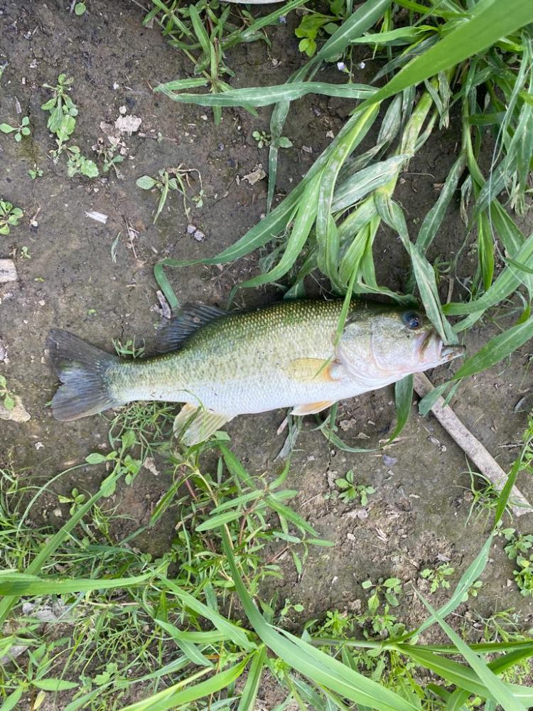 少し増水した川で！