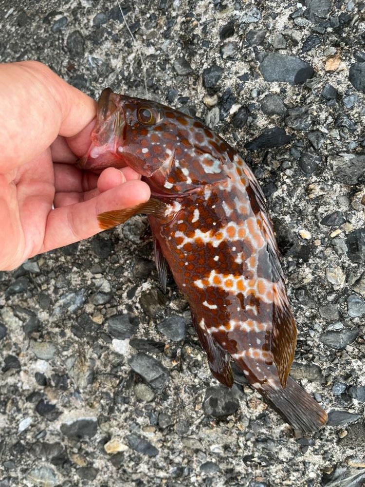 アコウ、ガシラのライトロック