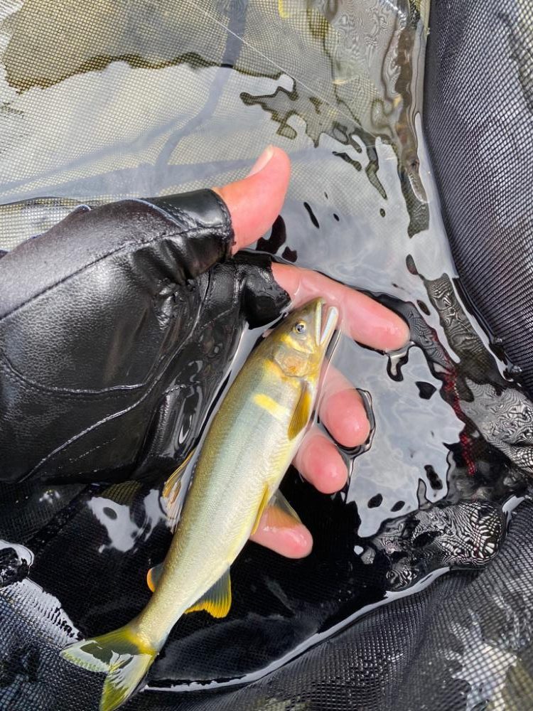 有田川にて鮎釣り