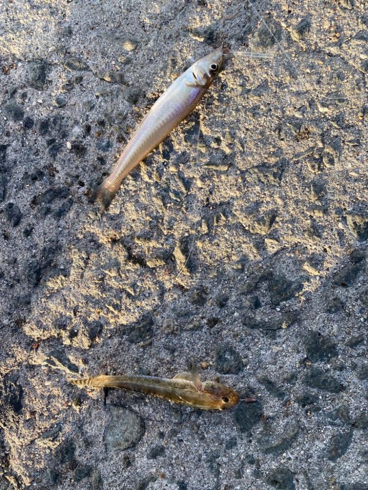 ちょい投げでキス