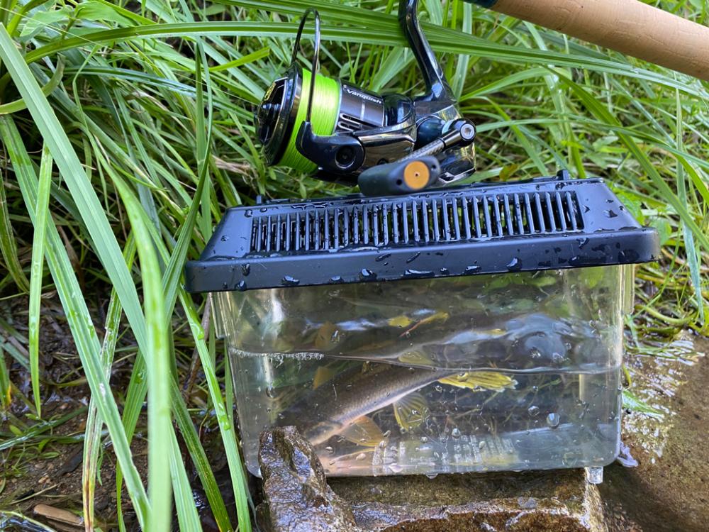 小川でカワムツ釣り