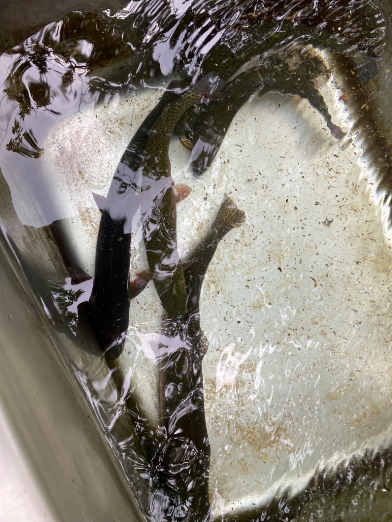 エリアトラウト