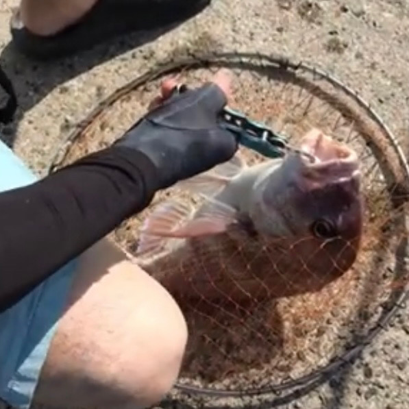 大三島フカセで真鯛ゲッチュ！