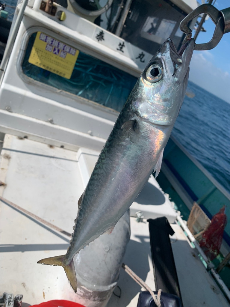 予定通りの釣果でしたが…