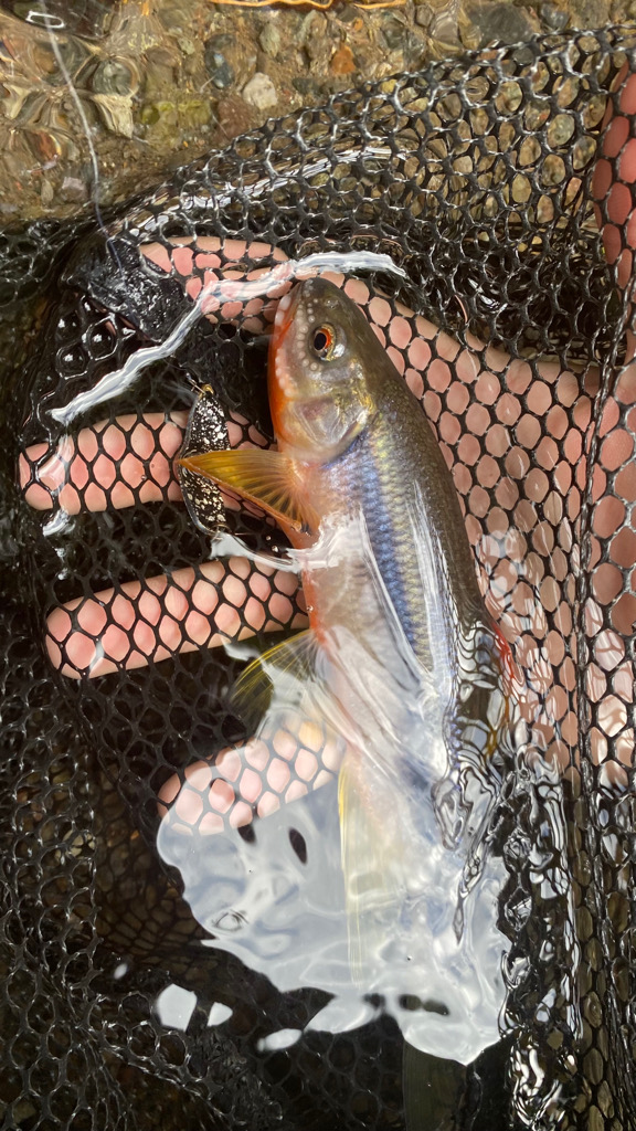 九州産○○○○トラウト