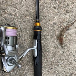 境港でライトロック！