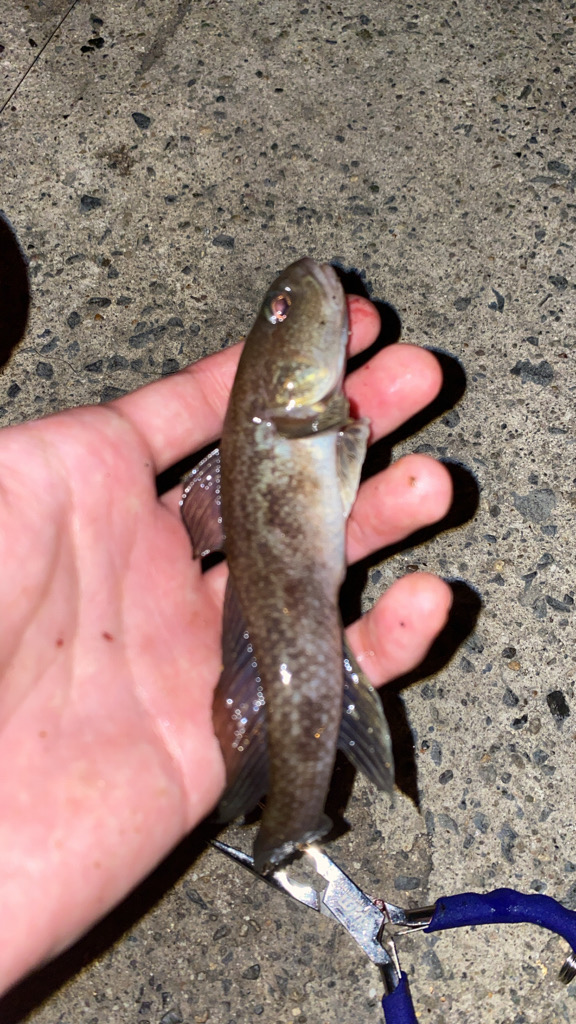 予想外のシャコ！