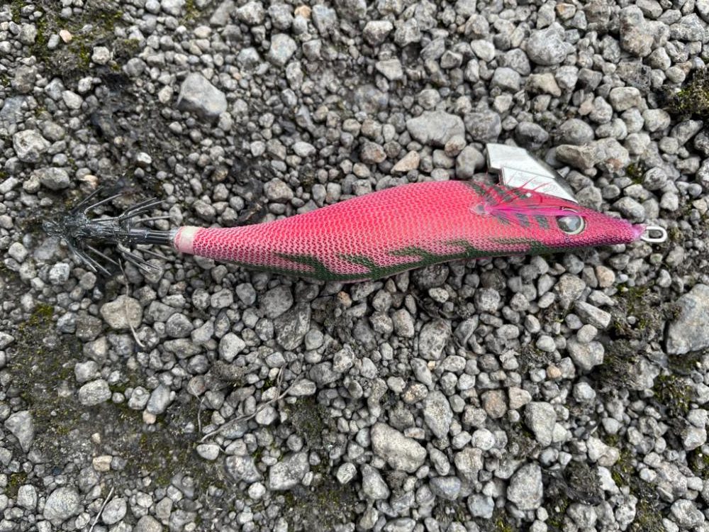 夏イカ遠征2日目