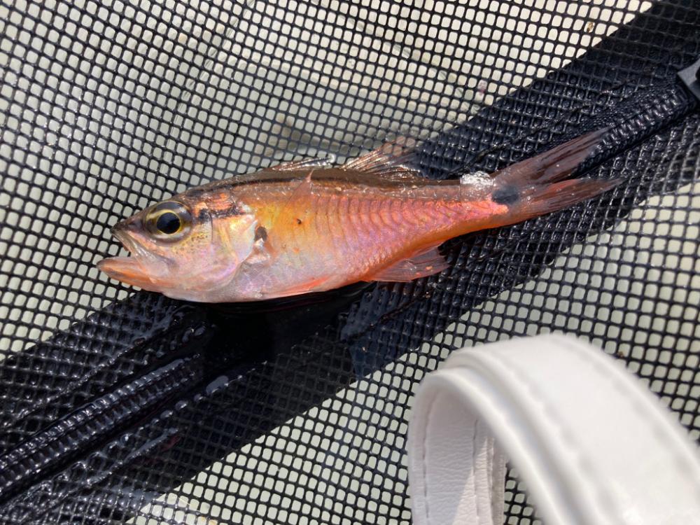 底魚釣れない！